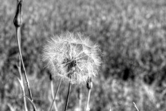 pusteblume